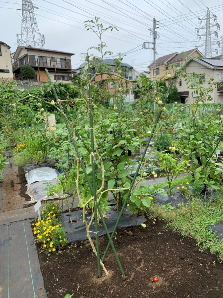 Clean up tomatoes