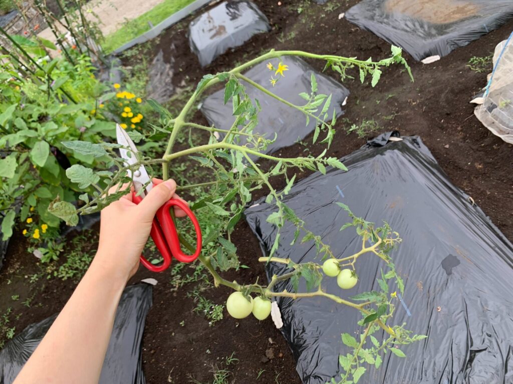 Clean up tomatoes