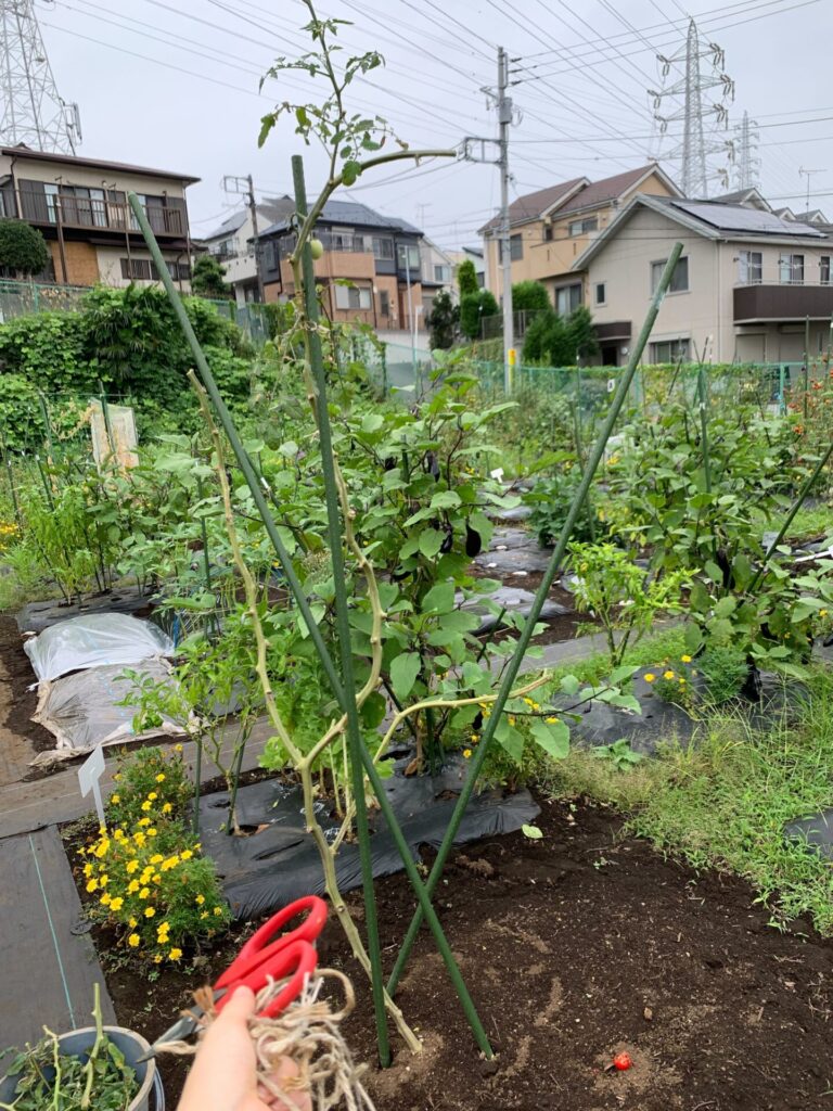 Clean up tomatoes