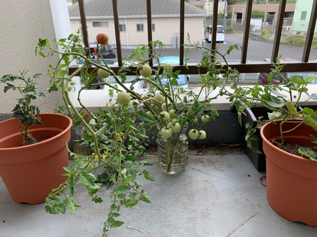 Tomatoes in water on the veranda