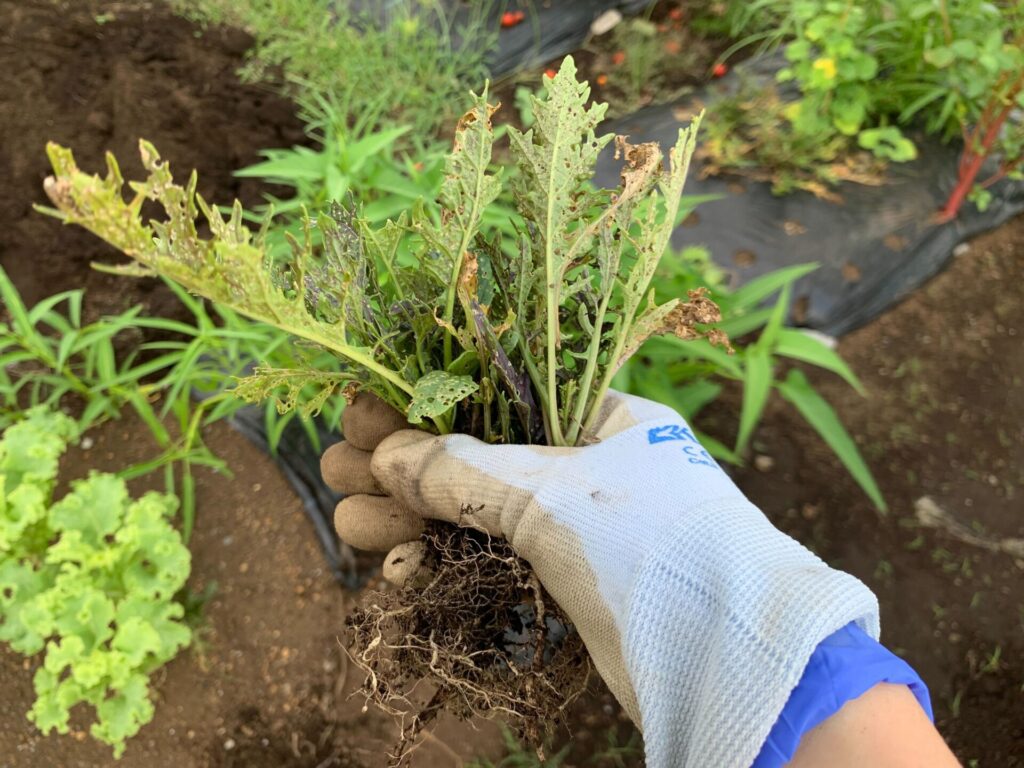 Harvested vegetables