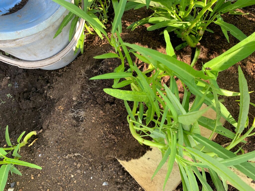 repotting water spinach