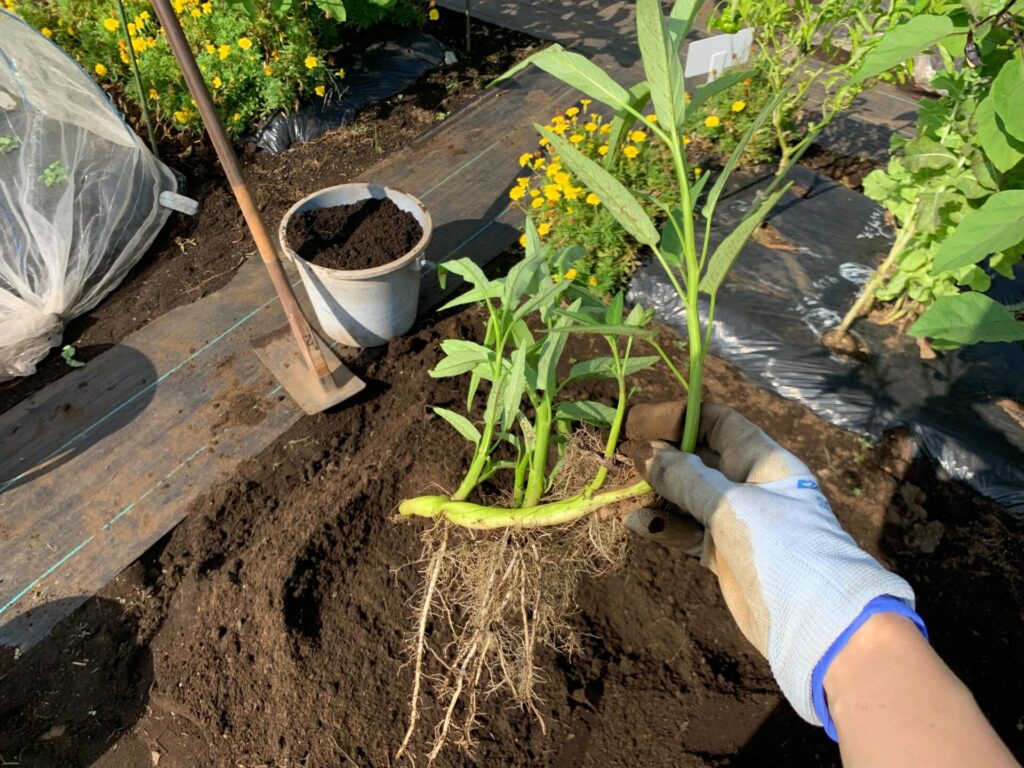 water spinach