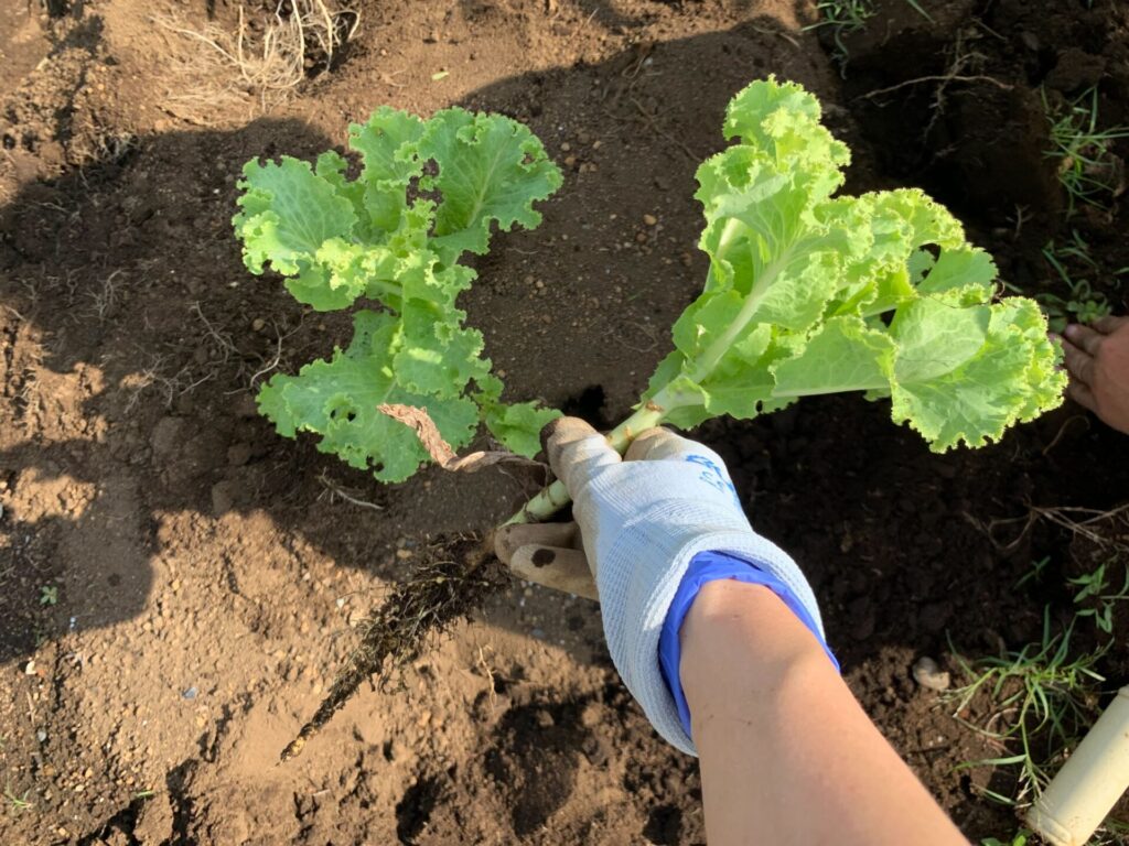 Harvested leaf lettuce