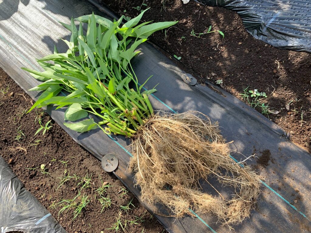 water spinach