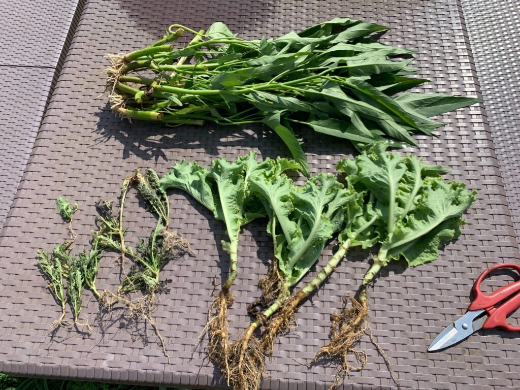 Harvested vegetables