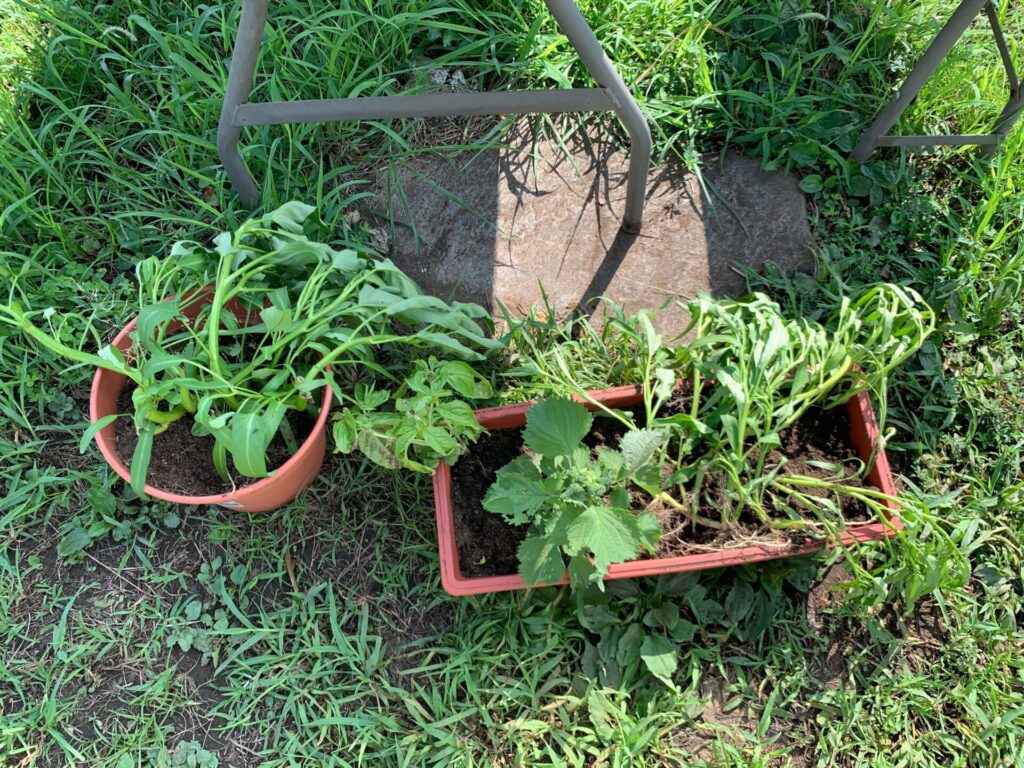 replanted water spinach