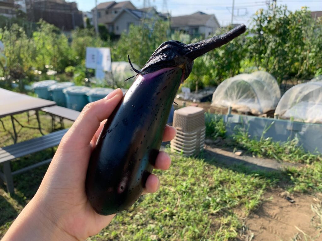 Eggplant