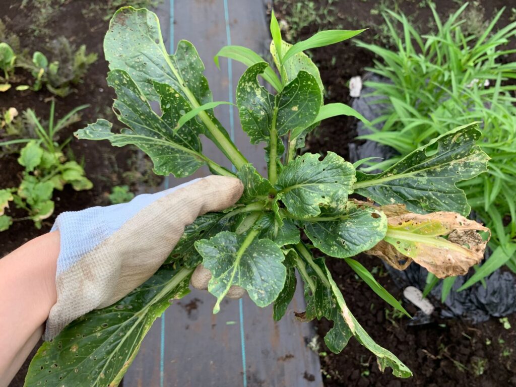 Japanese mustard spinach pest damage