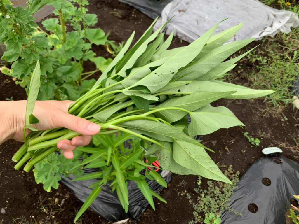 Harvested water spinach