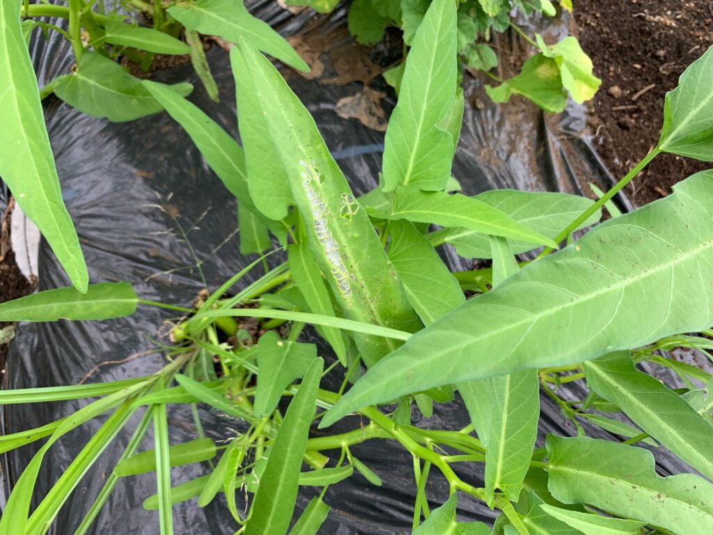 Water spinach pest damage