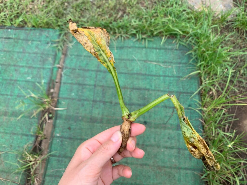 Japanese mustard spinach pest damage