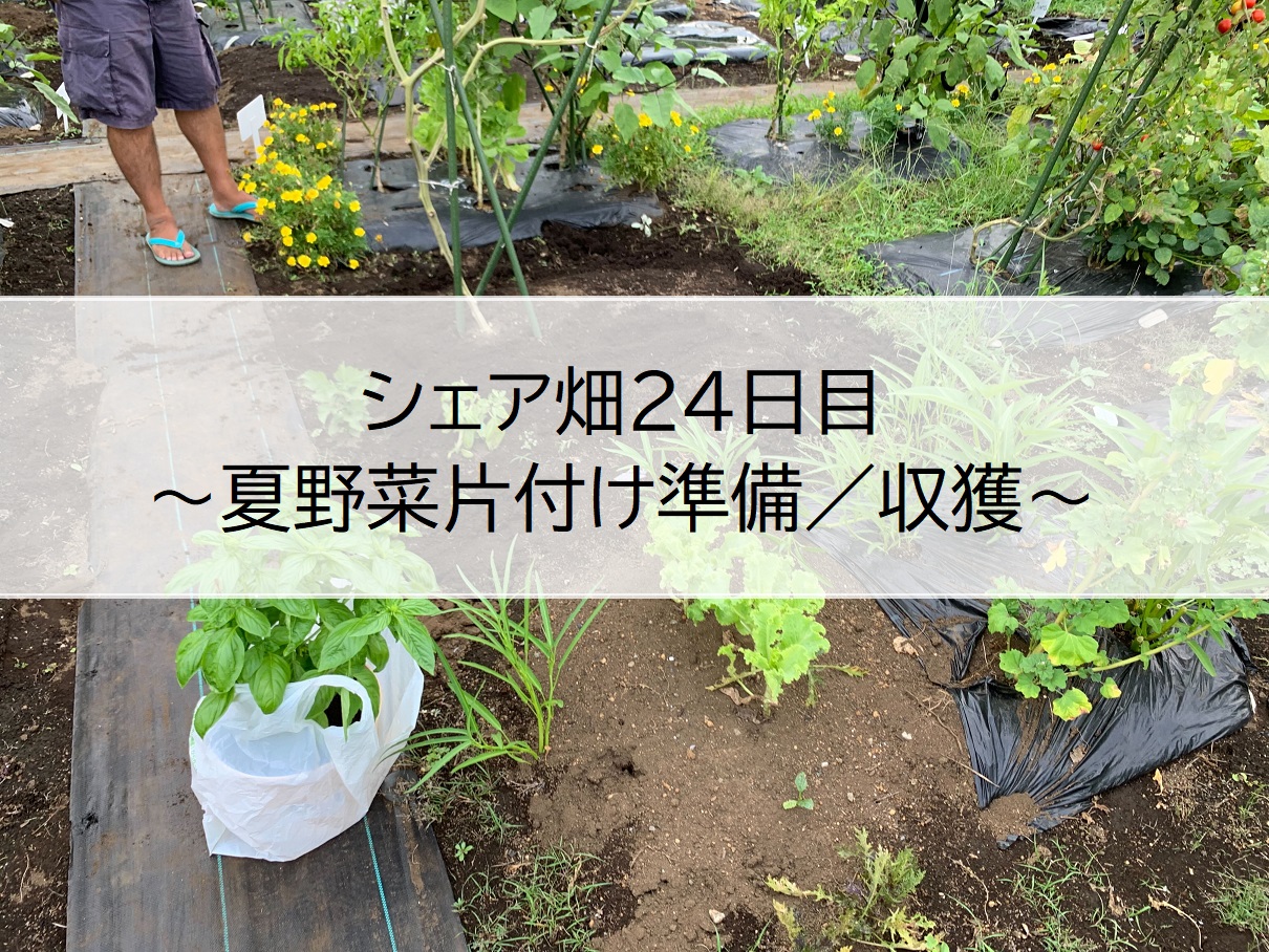シェア畑２４日目 夏野菜片付け準備 収獲 シェア畑生活