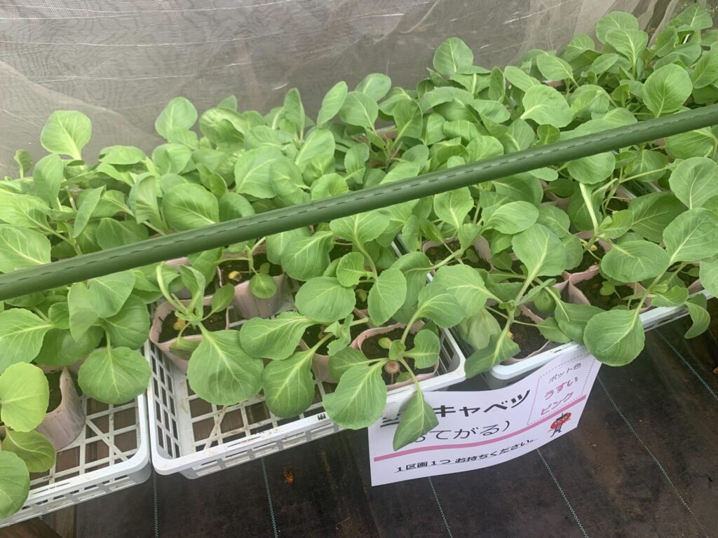 cabbage seedlings