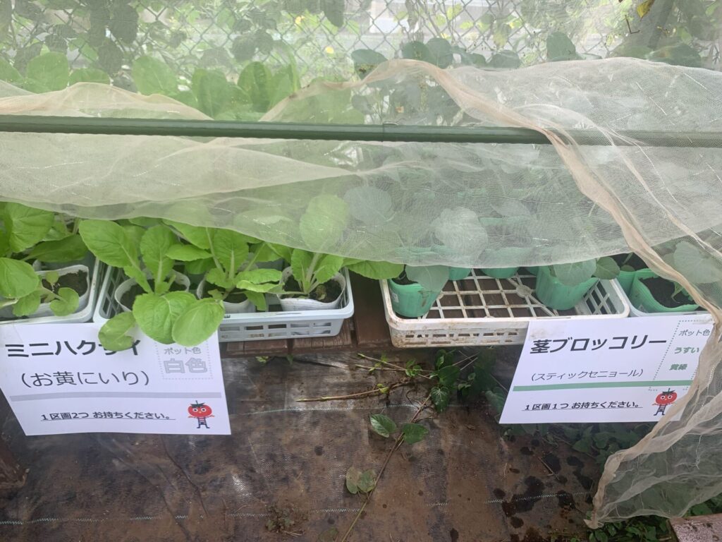 Chinese cabbage seedlings and broccoli seedlings