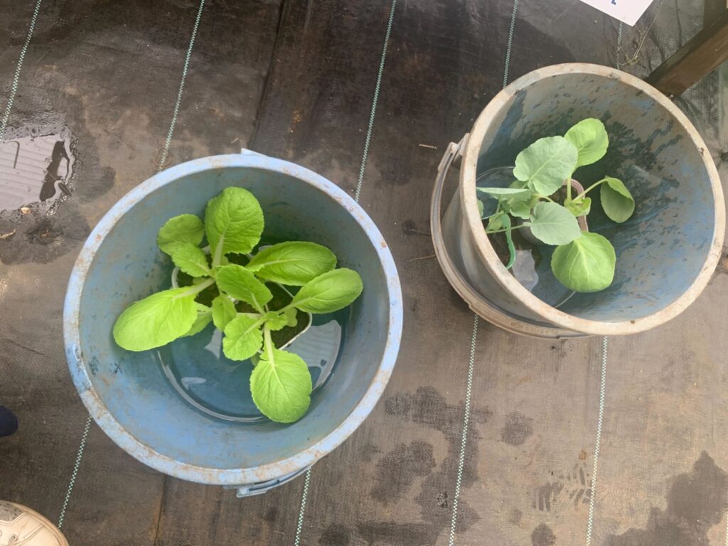 Chinese cabbage seedlings and broccoli seedlings