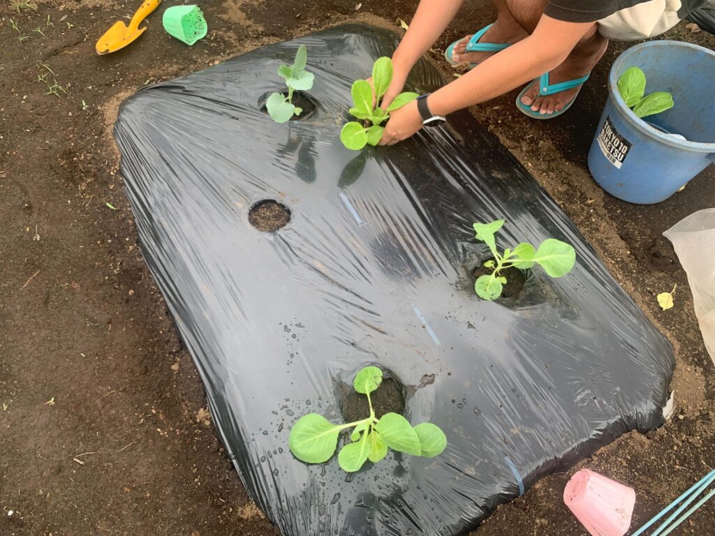 Seedling planting