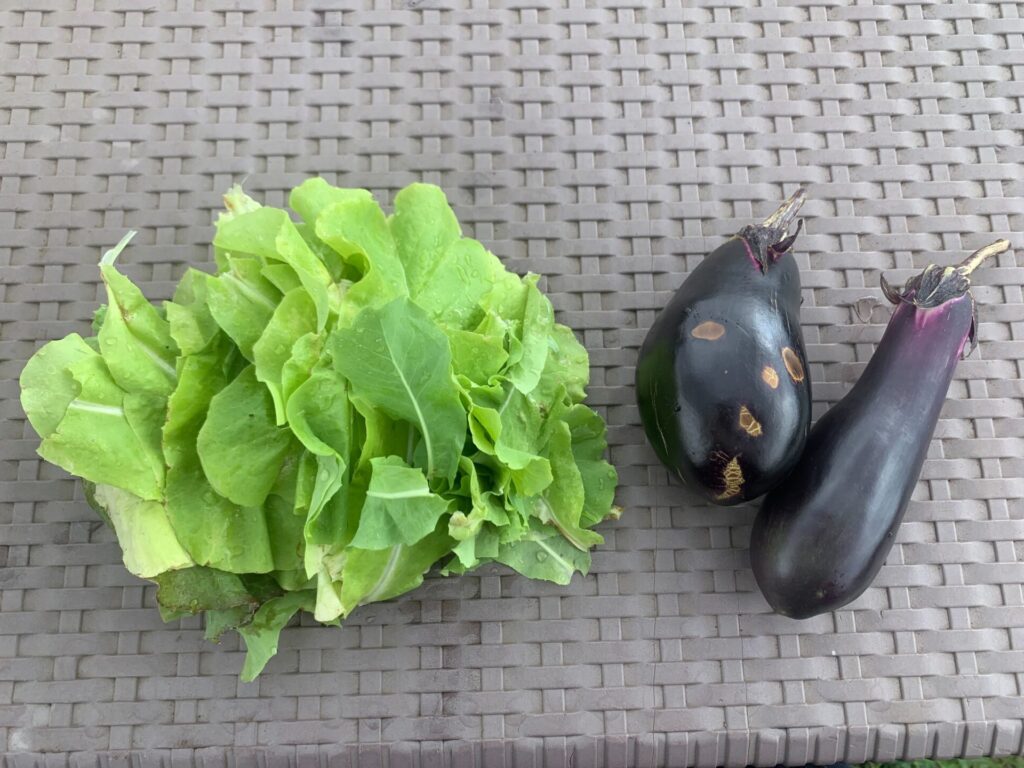 Harvested vegetables