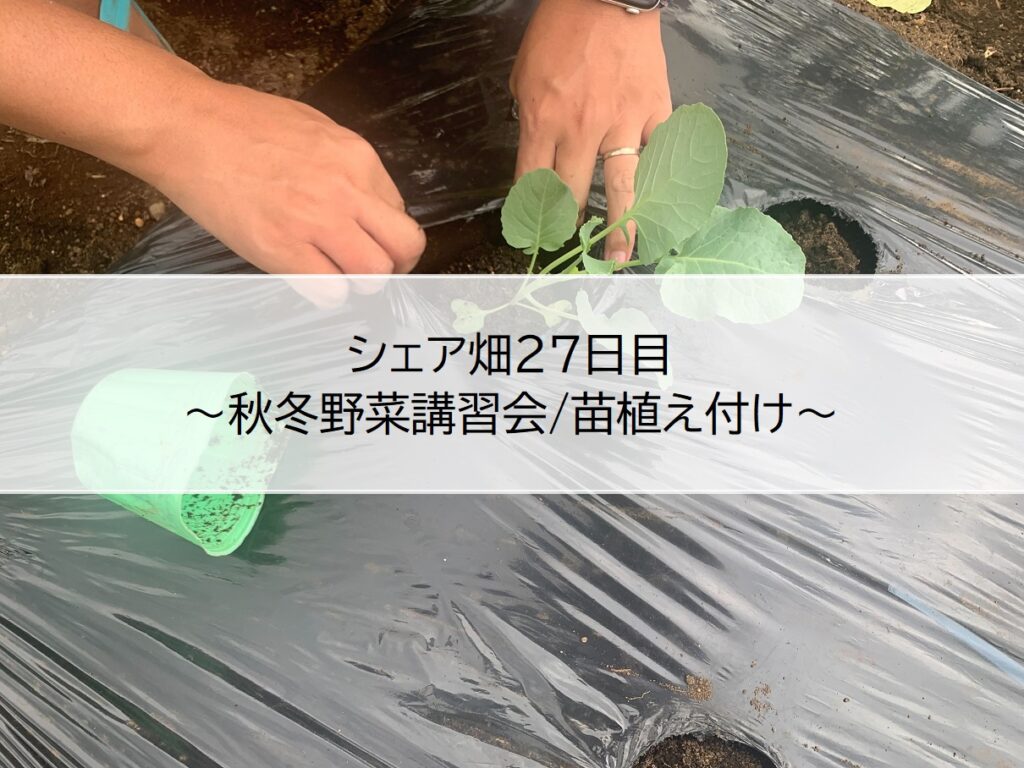 シェア畑２７日目～秋冬野菜講習会/苗植え付け～