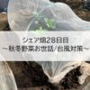 シェア畑２８日目～秋冬野菜お世話/台風対策～