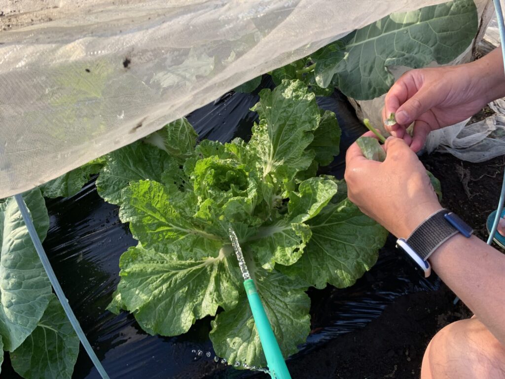 白菜についたアブラムシを水で流す