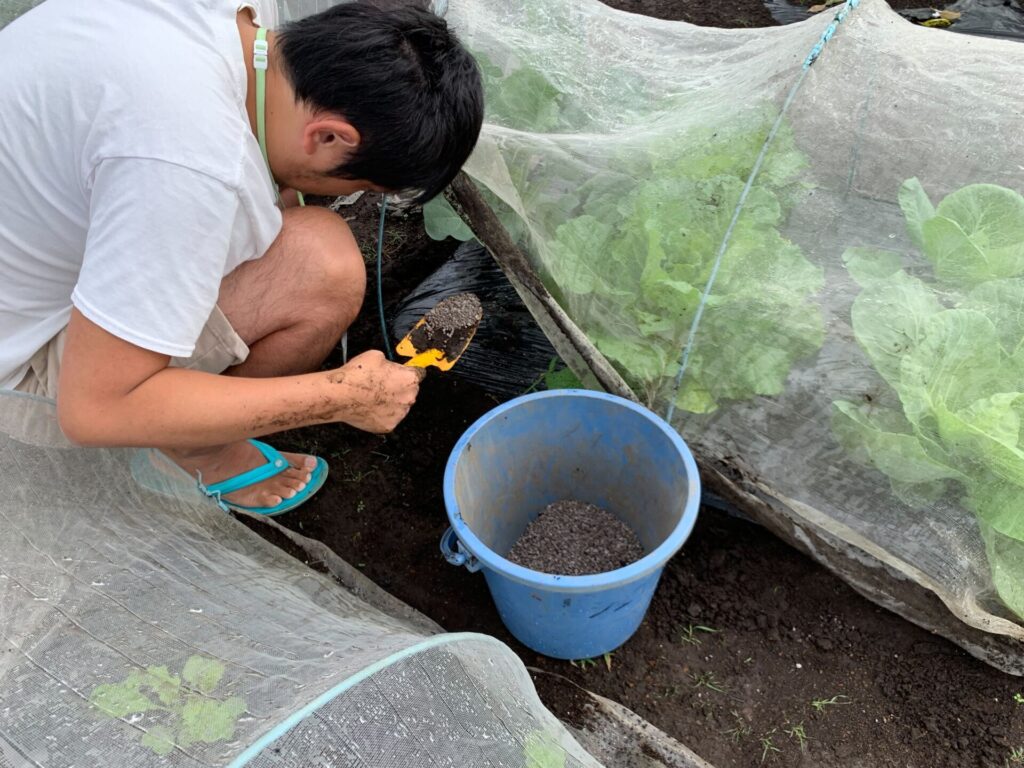 茎ブロッコリーと白菜の追肥