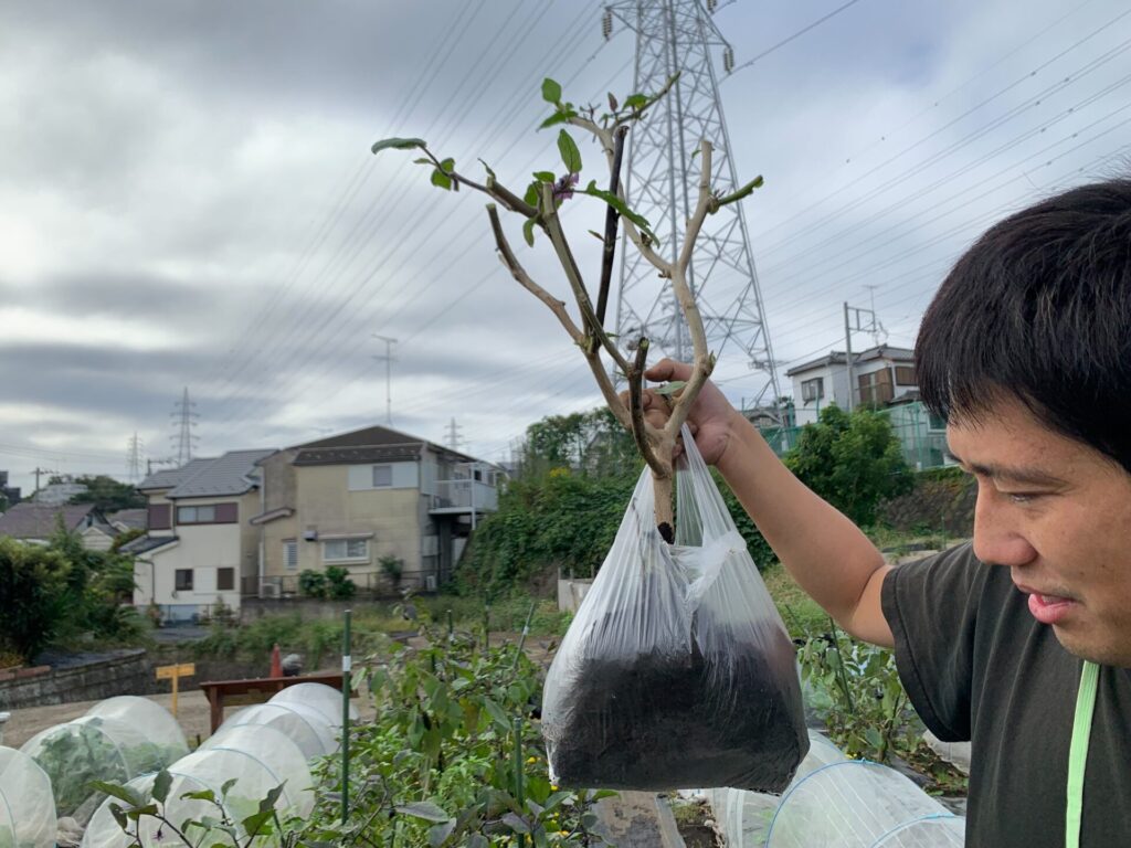 ビニール袋に入れてナスを持ち帰り