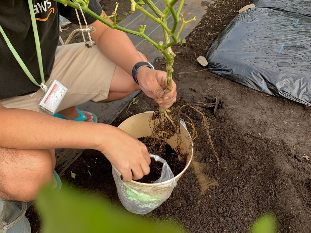 ピーマンは根っこから抜いて植木鉢へ移植