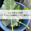 シェア畑３２日目～アブラムシ大量発生/いちご植付け～