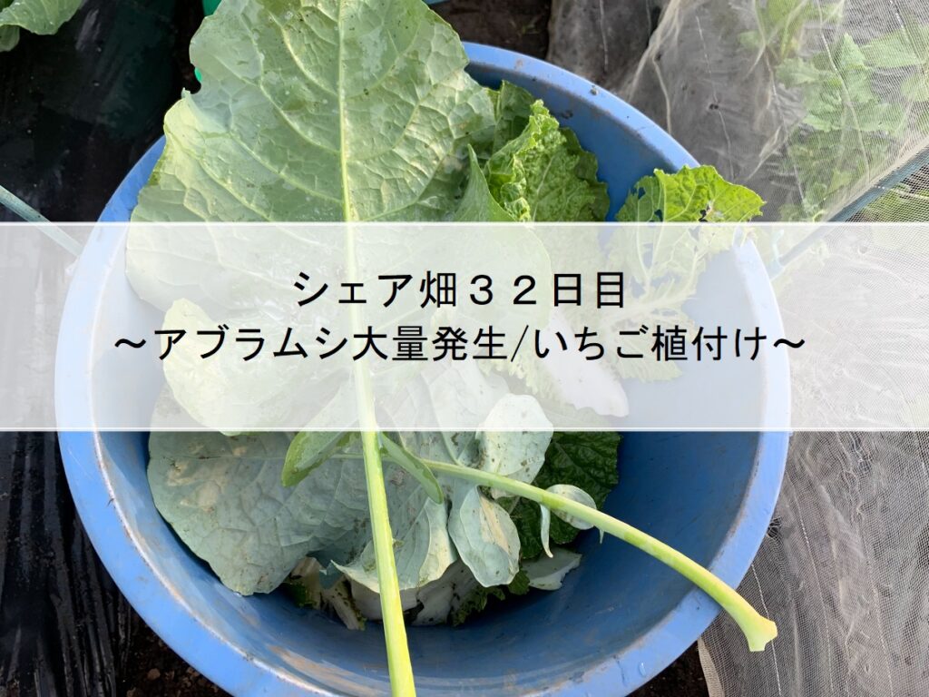 シェア畑３２日目～アブラムシ大量発生/いちご植付け～