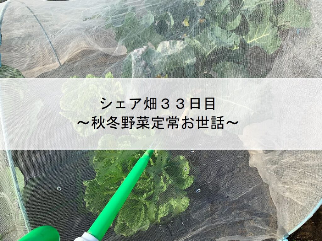 シェア畑３３日目～秋冬野菜定常お世話～