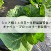 シェア畑３４日目～冬野菜講習会／キャベツ・ブロッコリー初収穫～
