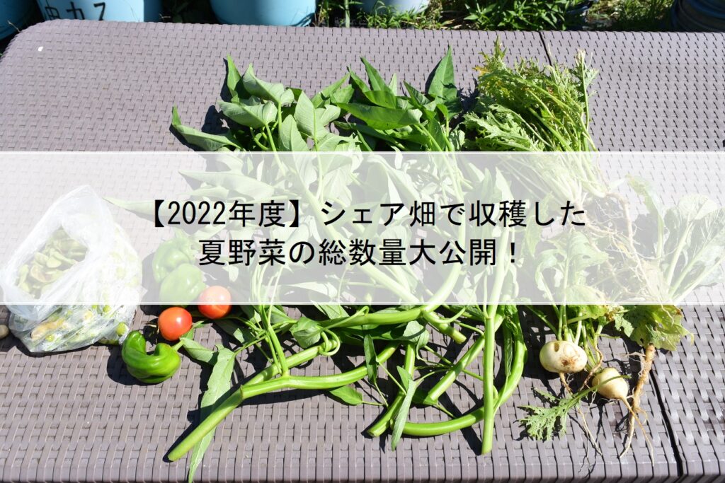 【2022年度】シェア畑で収穫した夏野菜の総数量大公開！