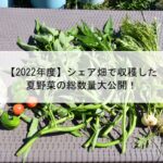 【2022年度】シェア畑で収穫した夏野菜の総数量大公開！