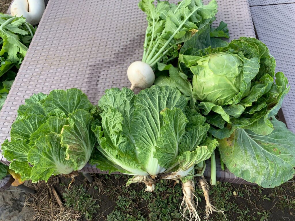 秋野菜収穫（白菜、キャベツ、丸大根、小松菜、大和真菜）収穫