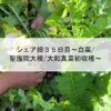 シェア畑３５日目～白菜/聖護院大根/大和真菜初収穫～