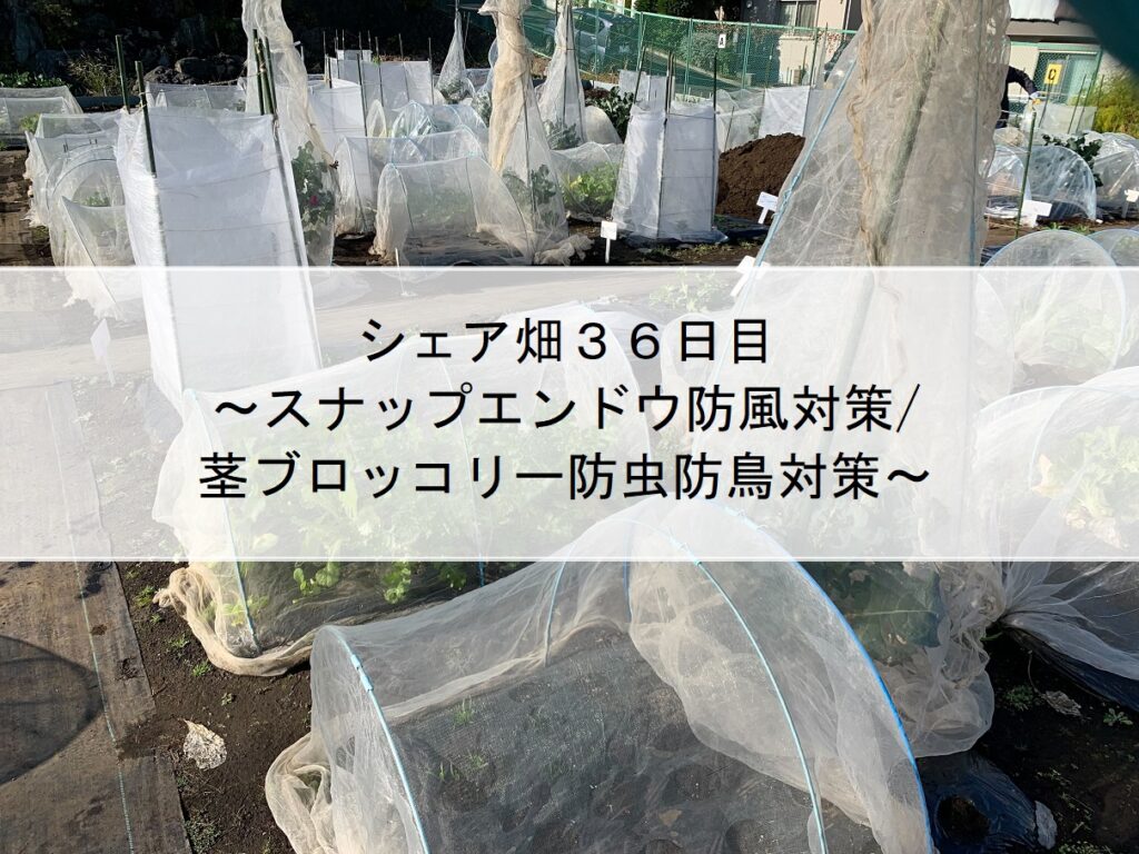 シェア畑３６日目～スナップエンドウ防風対策/茎ブロッコリー防虫防鳥対策～