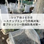 シェア畑３６日目～スナップエンドウ防風対策/茎ブロッコリー防虫防鳥対策～