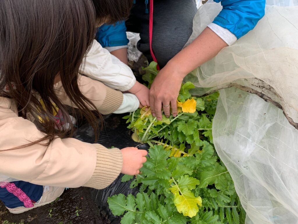 聖護院大根を子供と収穫！