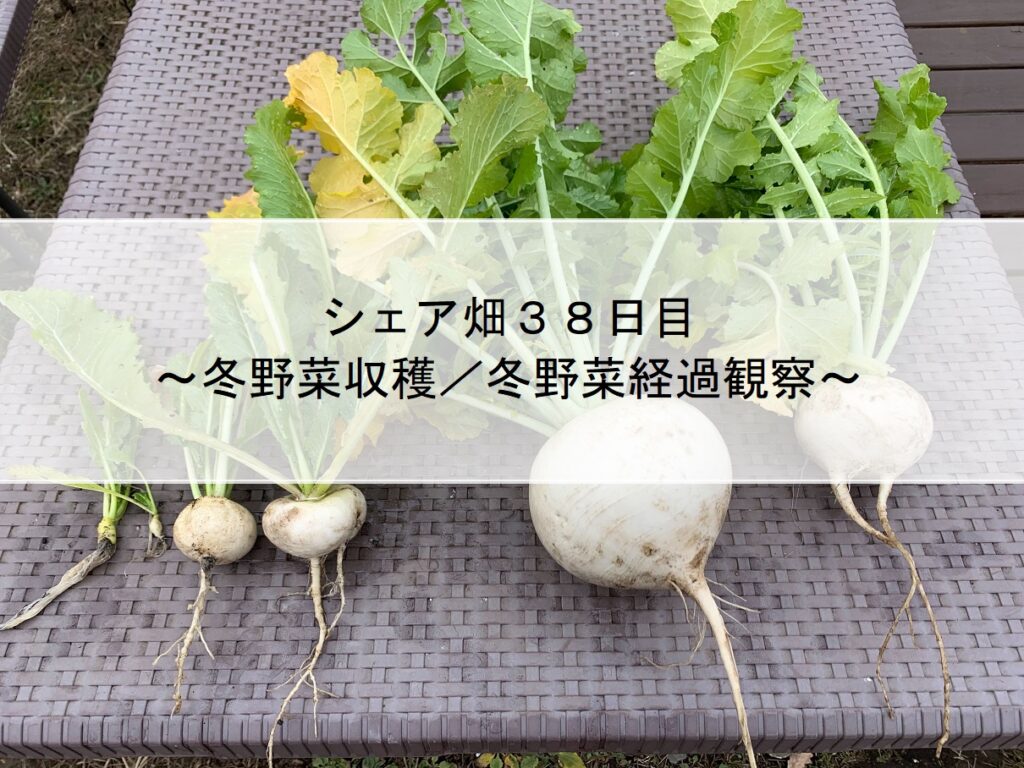 シェア畑３８日目～冬野菜収穫／冬野菜経過観察～