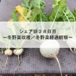 シェア畑３８日目～冬野菜収穫／冬野菜経過観察～