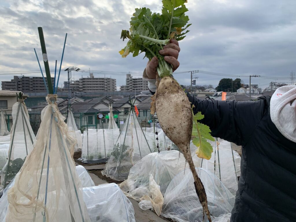 三浦大根収穫！！（ちょっと不作？）