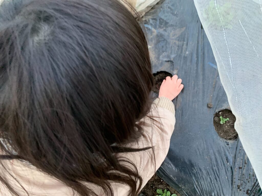 収穫した箇所に種を植える子供