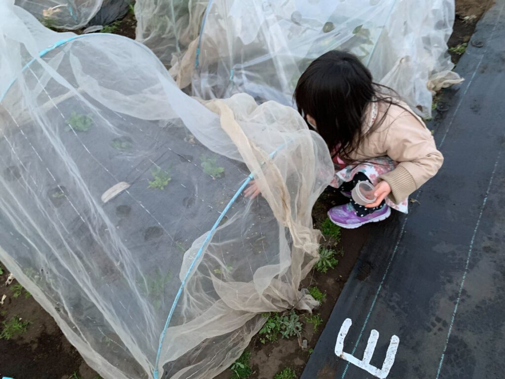 収穫した箇所に種を植える子供