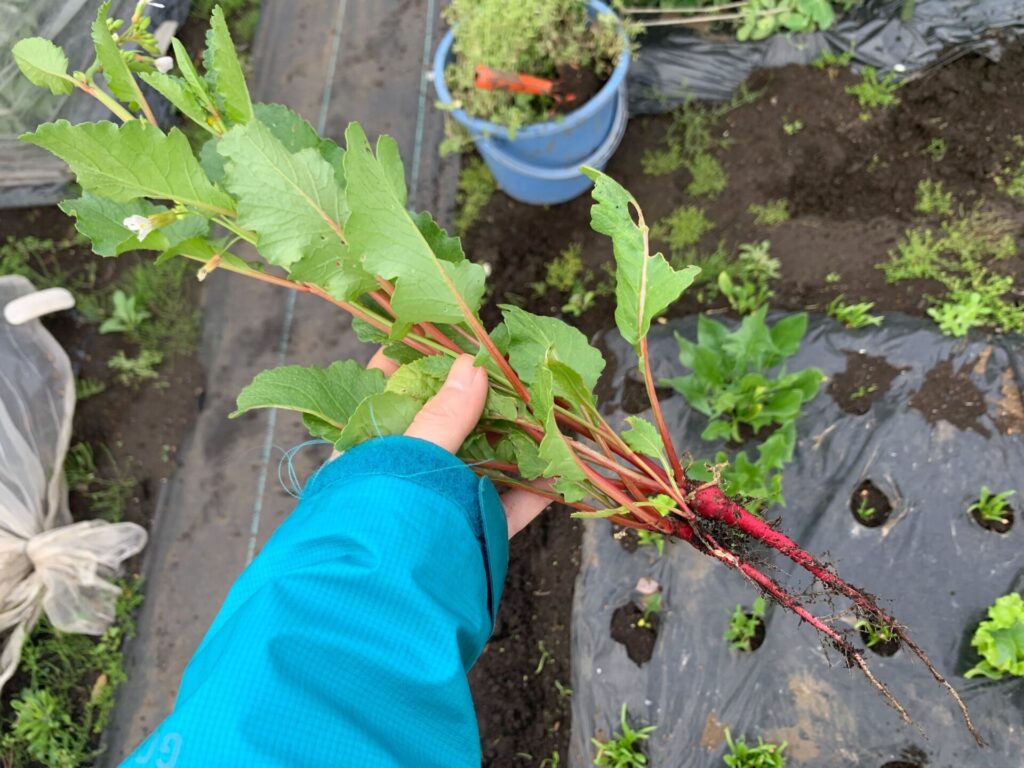 二十日大根を間引きせず放っておくとこうなります