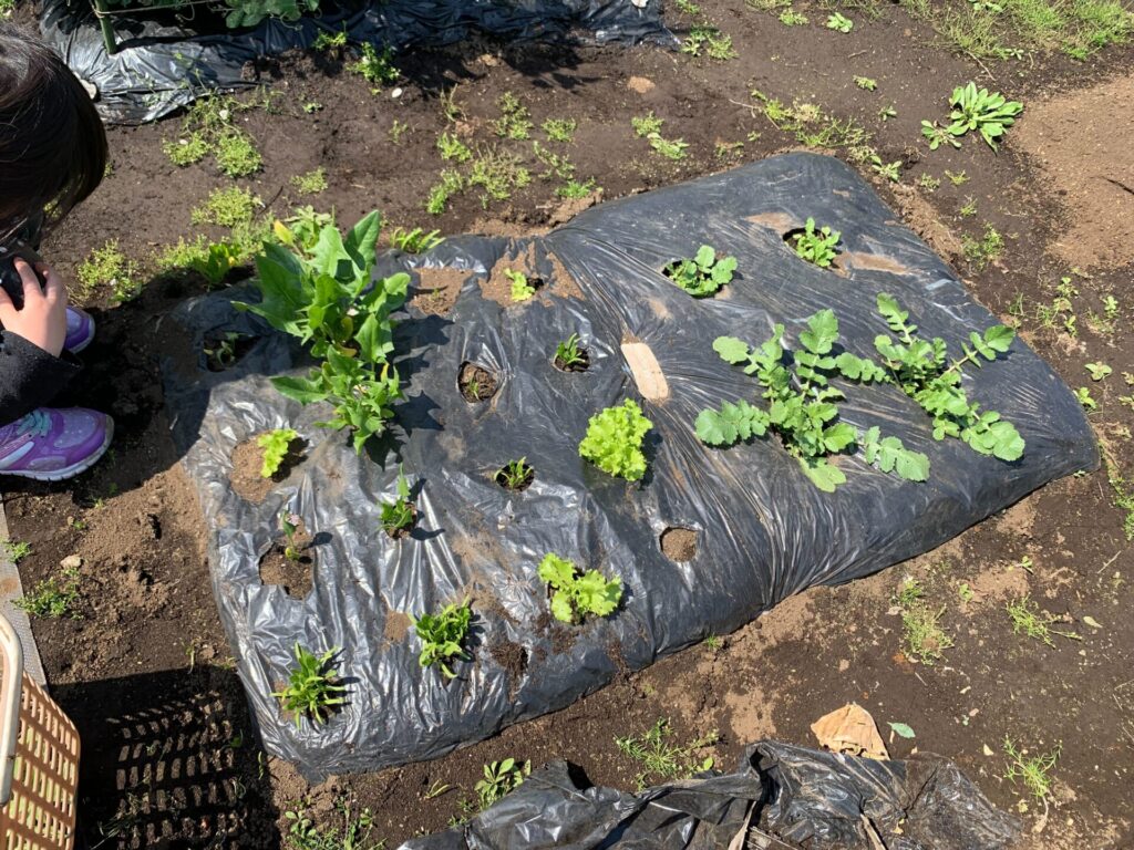 ２番ウネ、３番ウネの全ての野菜を収穫