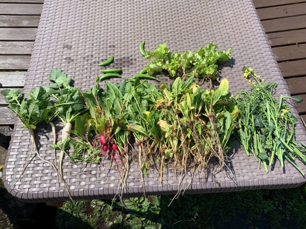 収穫した野菜（スナップエンドウ、リーフレタス、大根、二十日大根、ほうれん草、茎ブロッコリー）