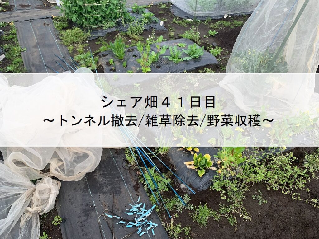 シェア畑４１日目～トンネル撤去/雑草除去/野菜収穫～