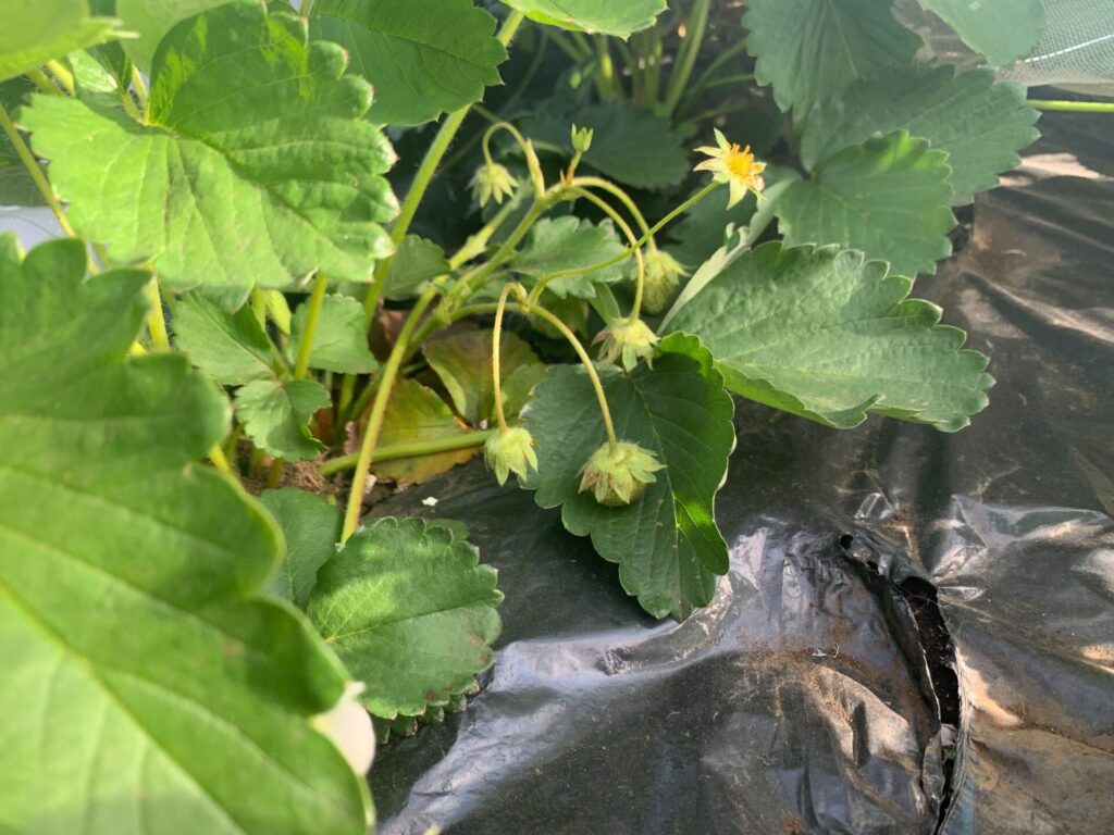 いちごに少し実がつきはじめた!!