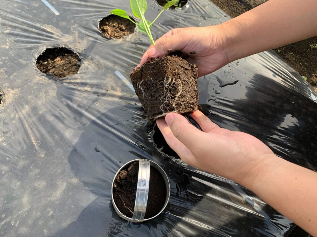 マルチカッターで穴を開けて植え付け